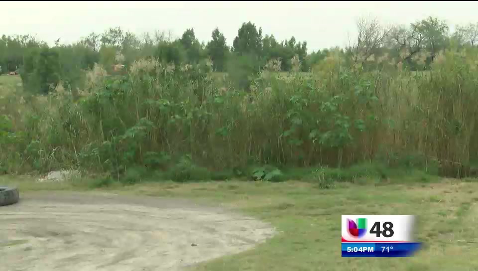 Plantas Causan Controversia de Seguridad En Las Márgenes del Rio Grande item-thumbnail